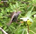 Sturnus vulgaris